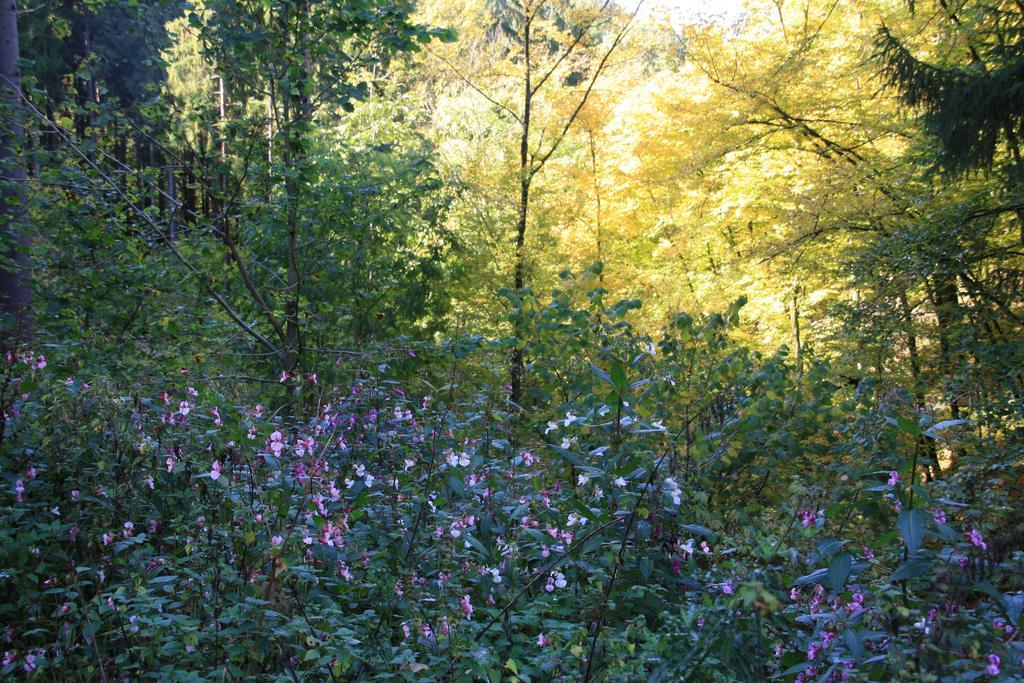 Fewo Purper Frauenberg Exteriér fotografie